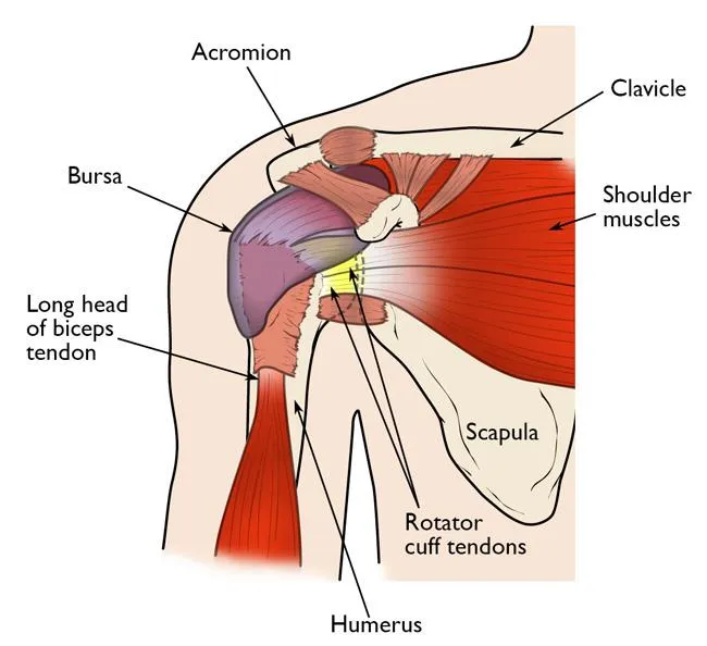 Athletes and Shoulder Injuries: Prevention and Recovery Strategies