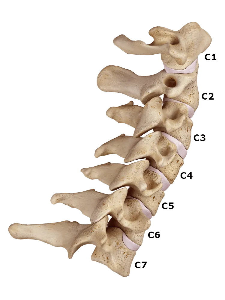 Cervical Labeled - Chiropractic treatment