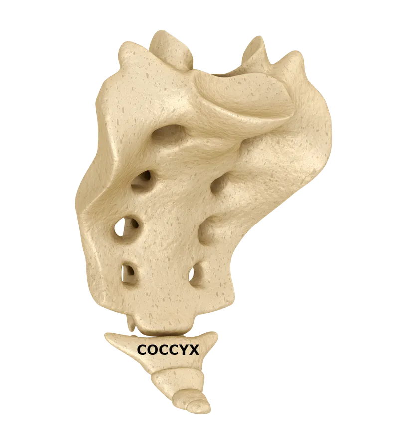 Coccyx -Tri-States Chiropractic