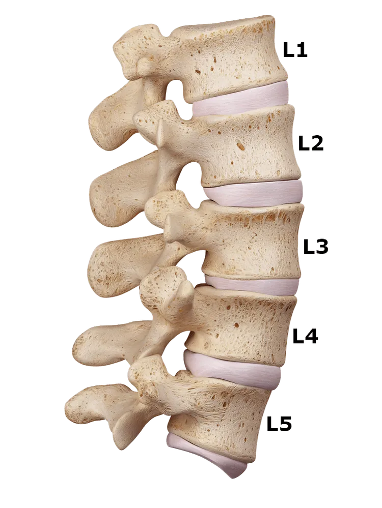 Lumbar Chiropractic Care