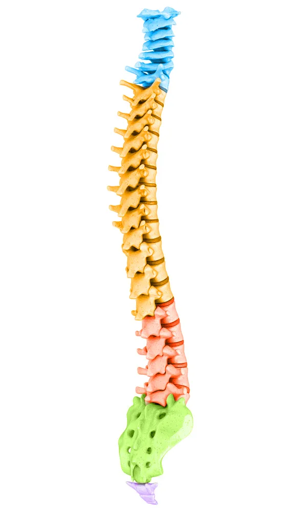 Full spine model color-coded by section: cervical, thoracic, lumbar, sacrum and coccyx