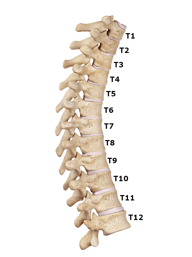 Thoracic spine labeled - Tri-States Chiropractic