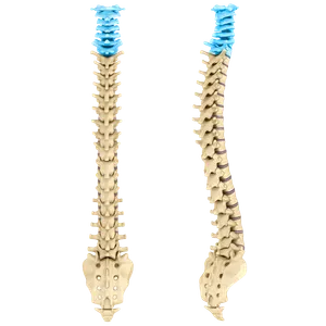 Front and side views of the spine with the cervical section highlighted