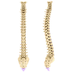 Front and side views of the spine with the coccyx highlighted