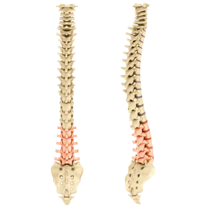 Front and side views of the spine with the lumbar section highlighted