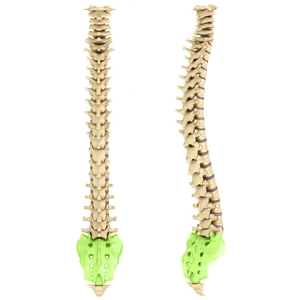Front and side views of the spine with the sacrum highlighted