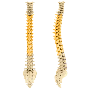 Front and side views of the spine with the thoracic section highlighted